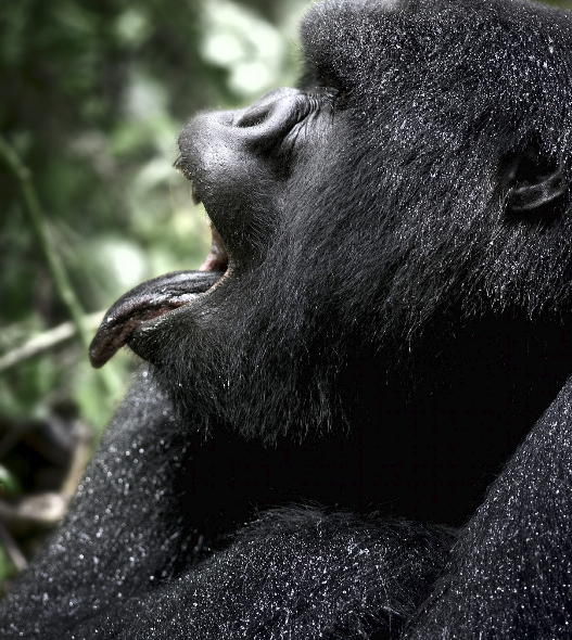 rwanda_ch_2072.jpgw527h590
